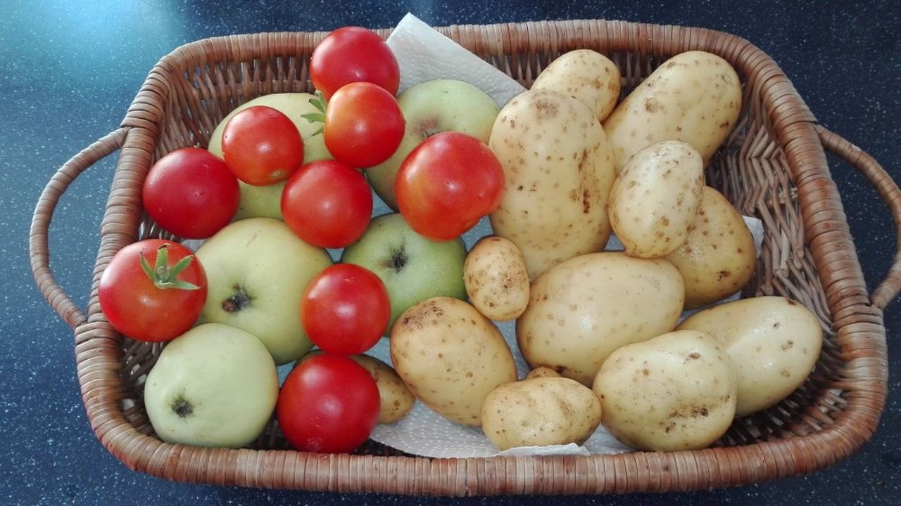 Erntefrisches Obst und Gemüse Erntefrisches Obst und Gemüse